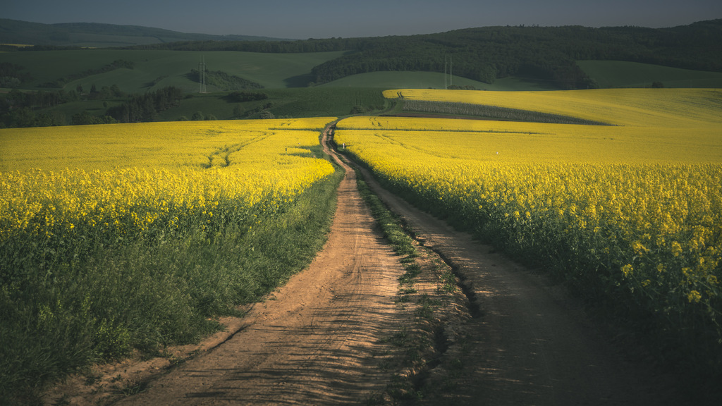 En väg genom gula rapsfält och gröna kullar.