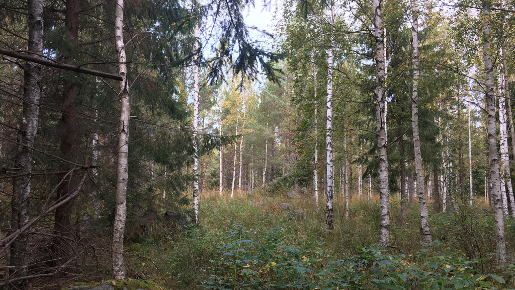 Vanlig skog sydväst om Skutskär 
