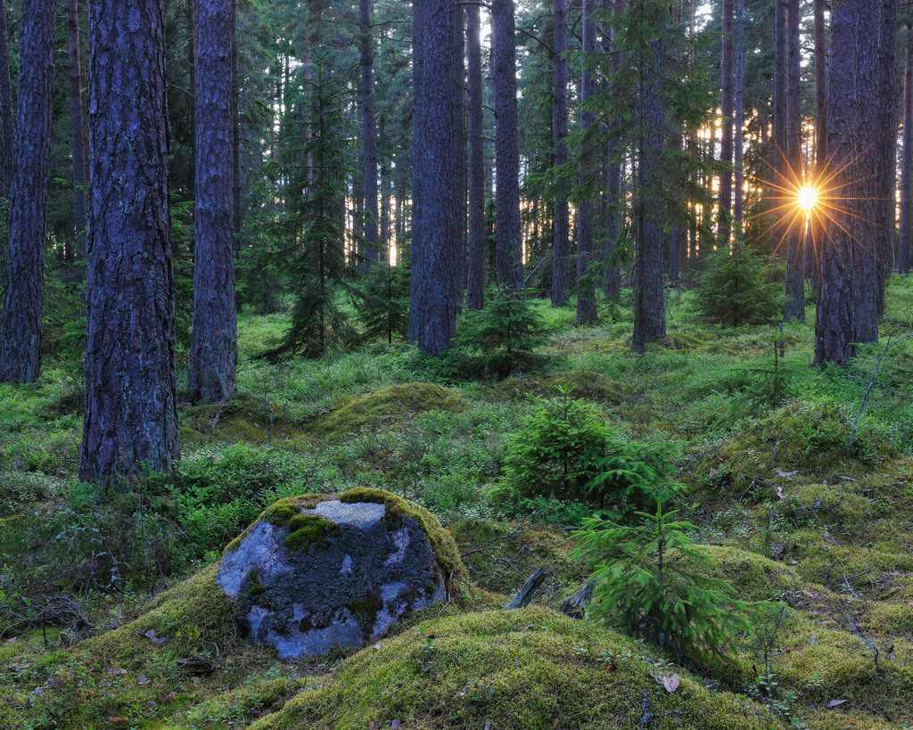 Sunlight through forest Värmland, Sweden, Europe